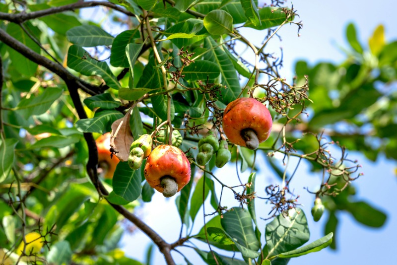 Hoe cashewnoten groeien: een bijzonder verhaal